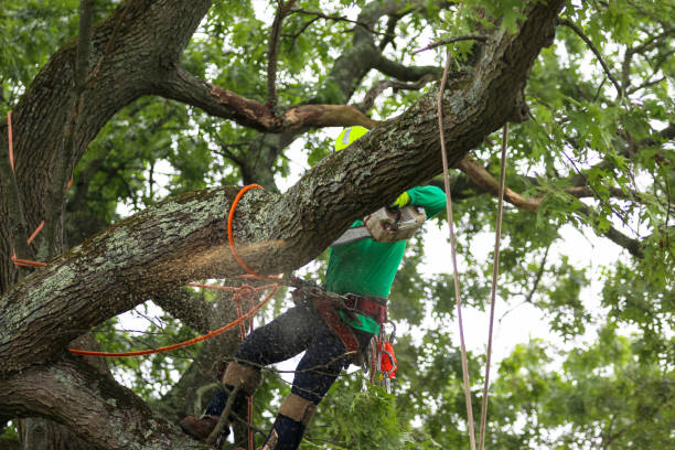 Professional Tree Services in Hauula, HI